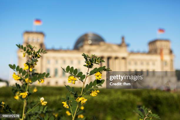 spring flowers with the reichstag building (german parliament building) - berlin, germany - architrave stock pictures, royalty-free photos & images