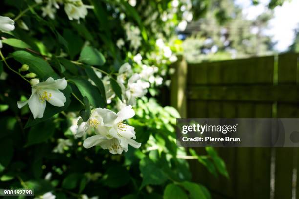 white flower - brun stock pictures, royalty-free photos & images