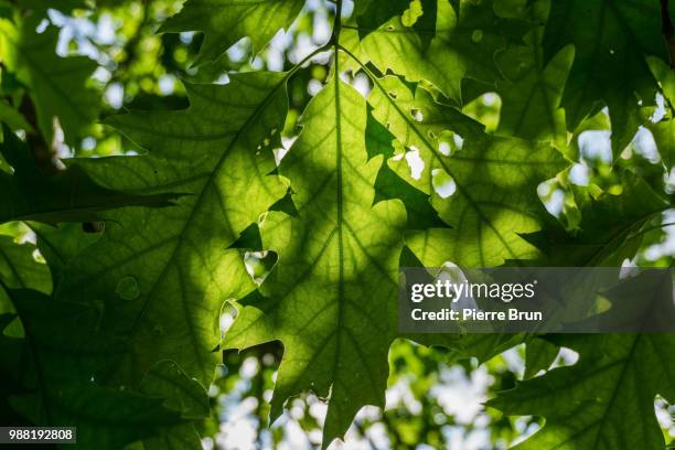 light through leaf - brun stock pictures, royalty-free photos & images