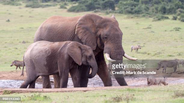 elephant scene - protect - animal de safari 個照片及圖片檔