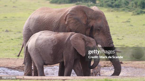 elephant love - animal de safari 個照片及圖片檔