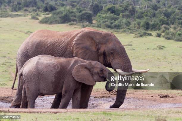 elephant looking at its young one. - animal de safari 個照片及圖片檔