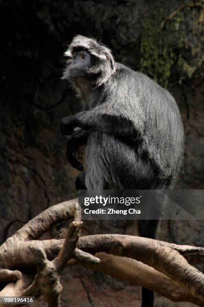 _mg_67151.jpg - silvered leaf monkey stock pictures, royalty-free photos & images