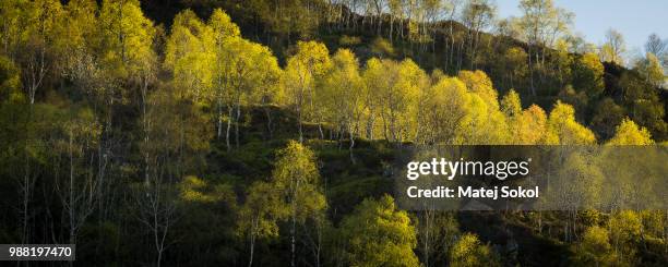 birch forrest in the evening - sokol stock pictures, royalty-free photos & images