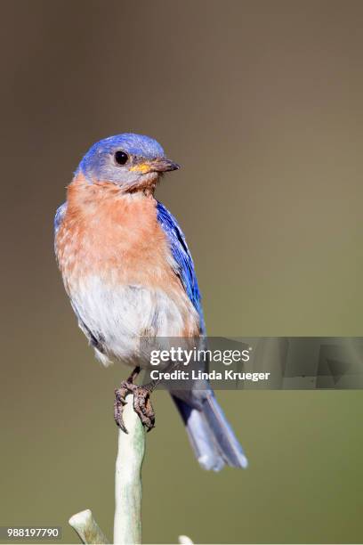 eastern bluebird - eastern bluebird fotografías e imágenes de stock