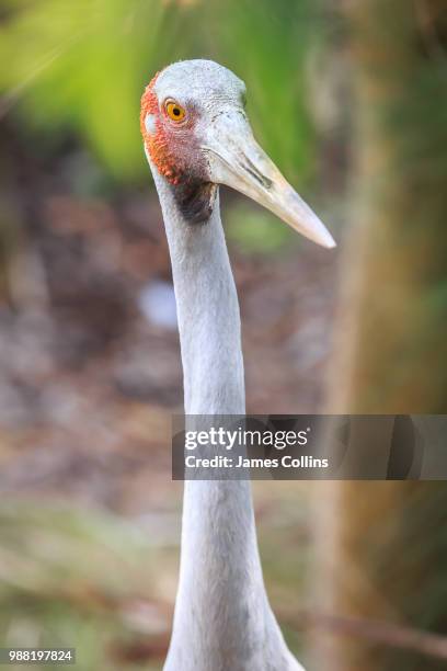 brolga (australian crane) - grus rubicunda stock pictures, royalty-free photos & images
