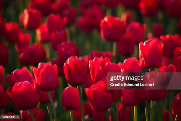 tulips in late afternoon, roozengaarde tulip farm, mt. vernon, washington - leckert stockfoto's en -beelden