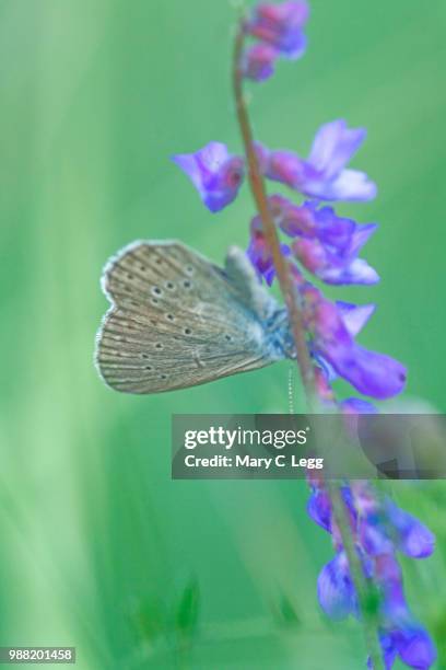 large scarce blue, phengaris teleius, maculinea teleus - maculinea teleius stock pictures, royalty-free photos & images
