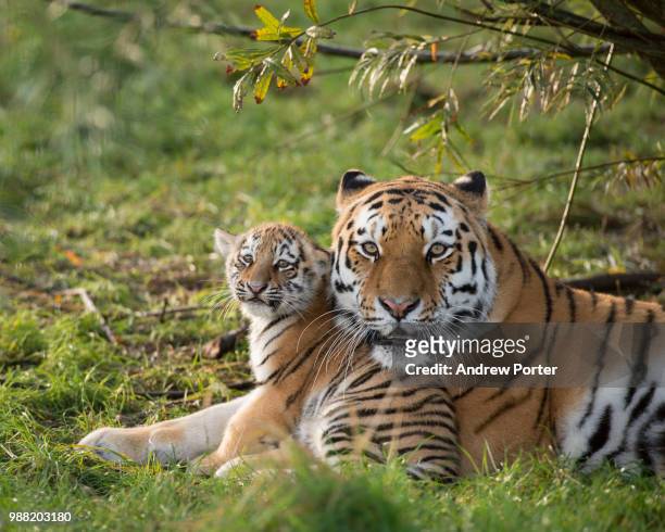 a russian tiger with her cub. - tiger cub stock-fotos und bilder