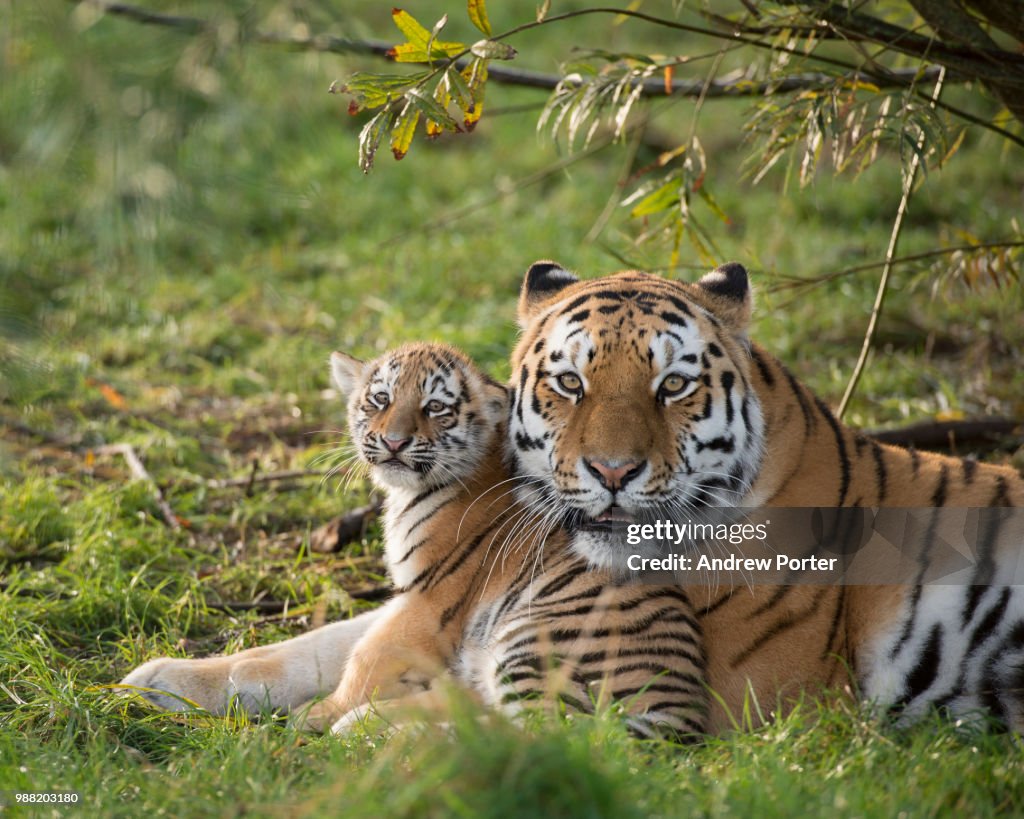 A Russian tiger with her cub.