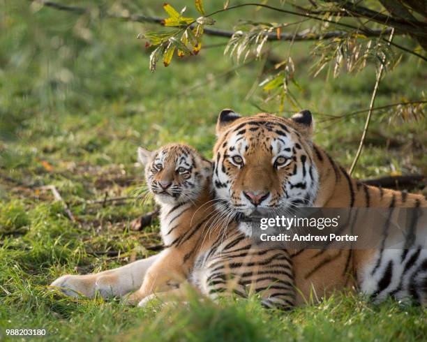 a russian tiger with her cub. - welp stockfoto's en -beelden