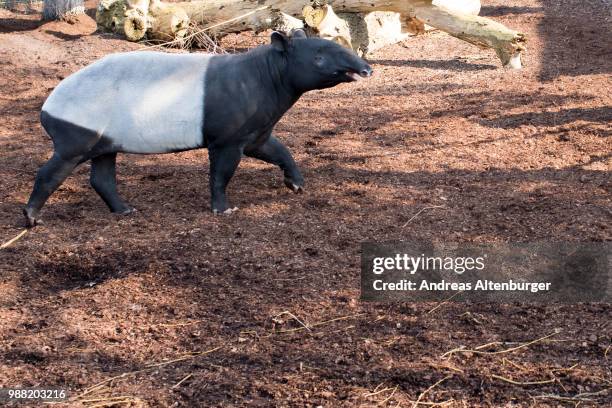malayan tapir, tapirus indicus - tapiro della malesia foto e immagini stock