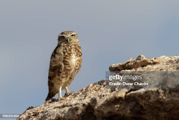 calama,chile - calama stockfoto's en -beelden