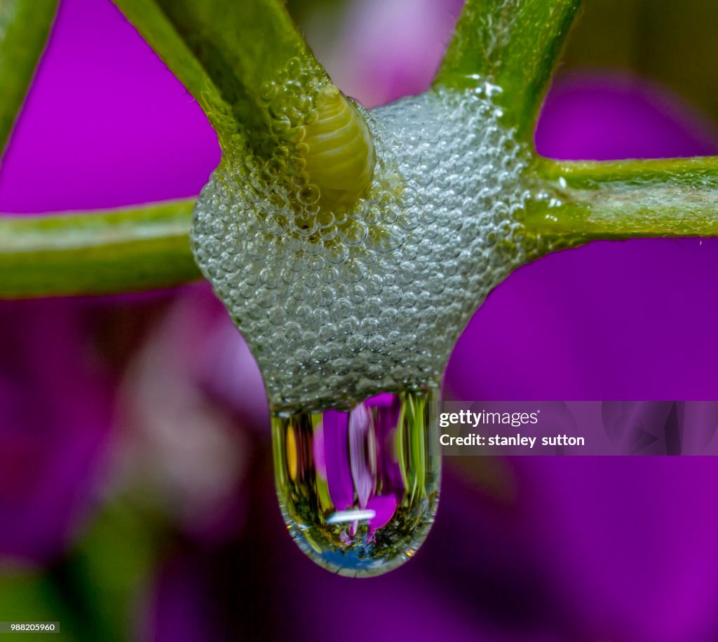 Spittle bug