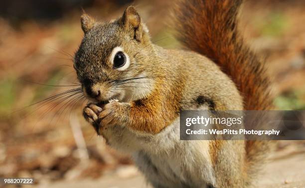 squirrel - american red squirrel stock pictures, royalty-free photos & images