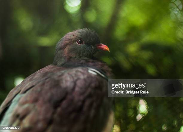 plump pigeon - bateleur eagle stockfoto's en -beelden