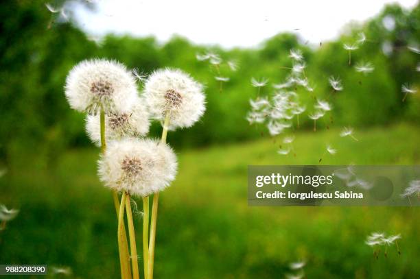 dandelion - dandelion wind stock pictures, royalty-free photos & images