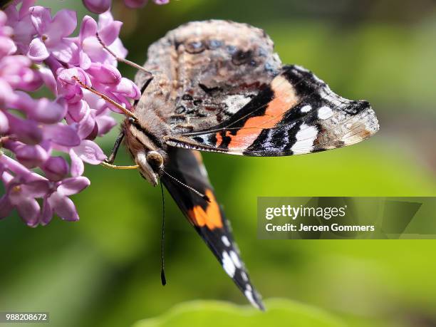 red admiral - mariposa numerada fotografías e imágenes de stock