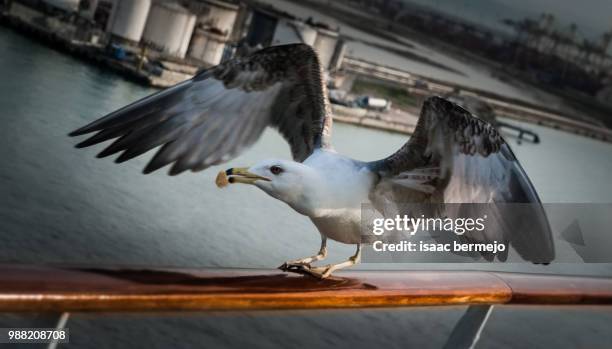 gaviota - gaivota stock pictures, royalty-free photos & images