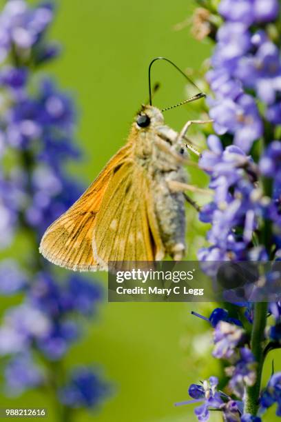 large skipper, ochlodes sylvanus - hesperiidae stock pictures, royalty-free photos & images