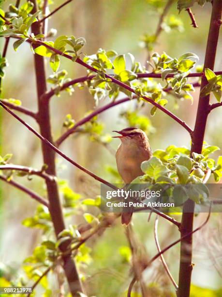 sedge warbler singing - sedge warbler stock pictures, royalty-free photos & images