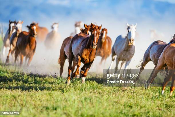 wild mustang horses galloping in utah, usa - animals in the wild stock pictures, royalty-free photos & images