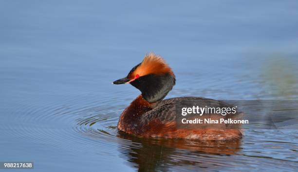 slavonian grebe - grebe stock pictures, royalty-free photos & images