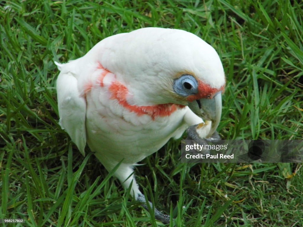 Long Billed Corella