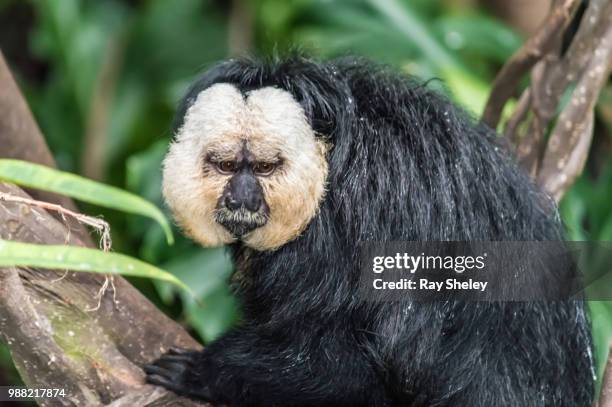 white-faced saki - white faced saki monkey stock pictures, royalty-free photos & images