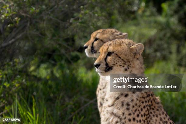 a pair of cheetahs sitting down. - animal de safari 個照片及圖片檔