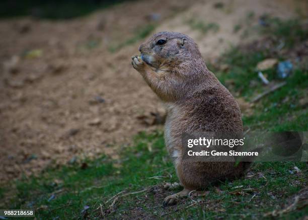 snack time at national zoo - black tailed prairie dog stock pictures, royalty-free photos & images