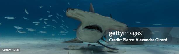 hammerhead - great hammerhead shark stockfoto's en -beelden