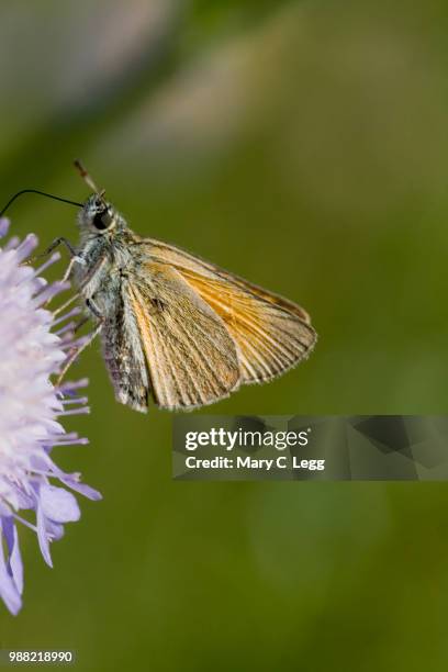 small skipper, thymelicus sylvestris on centaurea - hesperiidae stock pictures, royalty-free photos & images