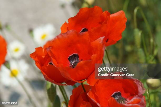 Dutch Poppy 629 Netherlands Poppies Stock Photos, High-Res Pictures, and Images ...