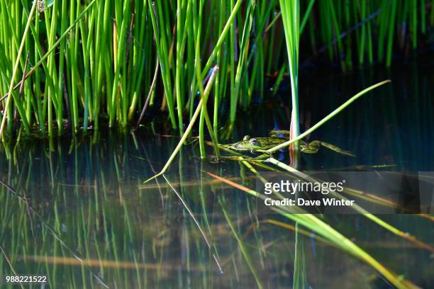 Frog in a water hazard during the HNA French Open on June 30, 2018 in Saint-Quentin-en-Yvelines, France.