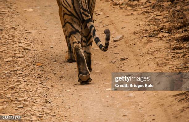 tigress - tiger running stockfoto's en -beelden