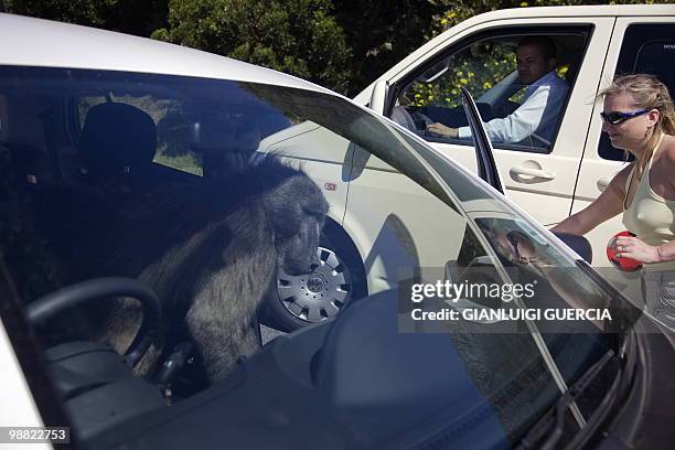 Baboon opens the door of a car while he is searching for food to steel on the road from Simon's town to the Cape Of Good Hope on April 1, 2010...