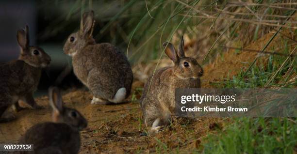 Peter Brown Pictures Photos and Premium High Res Pictures - Getty Images