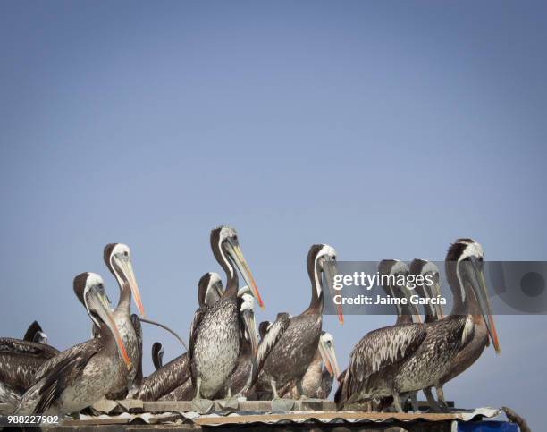 danza de pelicanos... - dansa stock pictures, royalty-free photos & images