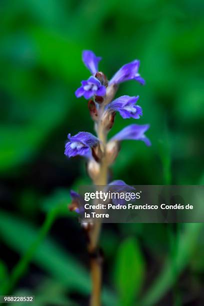 orobanche ramosa - orobanche stock pictures, royalty-free photos & images