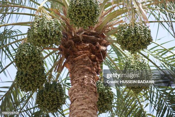 276 Al Badawi Stock Photos High Res Pictures and Images Getty Images 276 Al Badawi Stock Photos High Res Pictures and Images Getty Images
