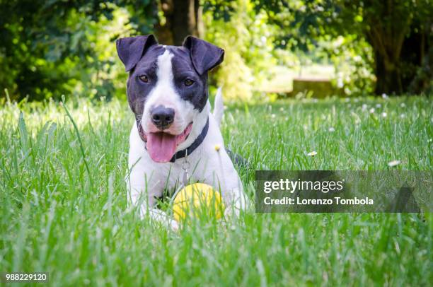 american staffordshire terrier plaing in the garden with yellow ball - american staffordshire terrier stockfoto's en -beelden