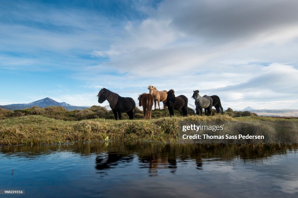 Icelandic horses by a river.