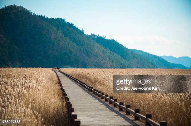 a boardwalk through a field in suncheonman bay, south korea. - suncheon stock pictures, royalty-free photos & images