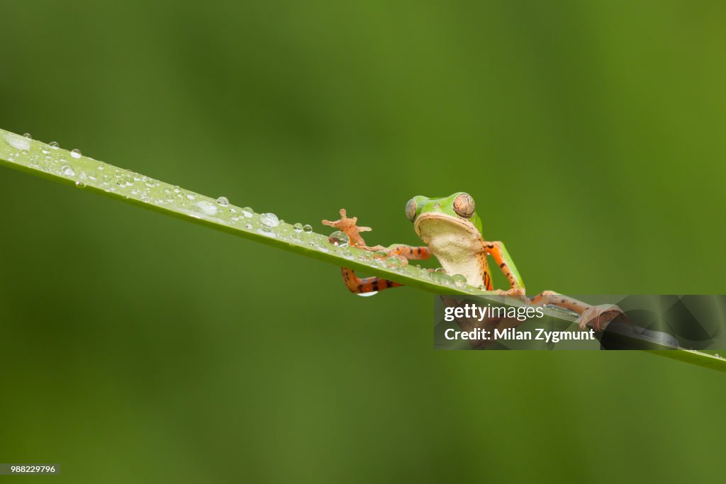 Northern orange-legged leaf frog
