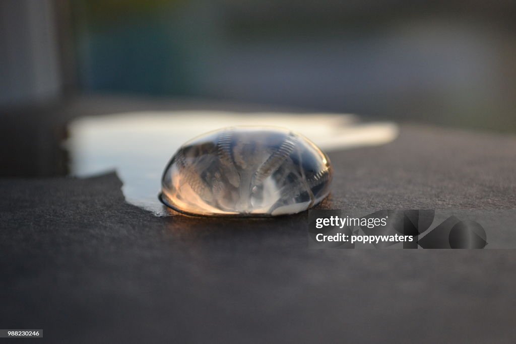 Sea gooseberry reflection