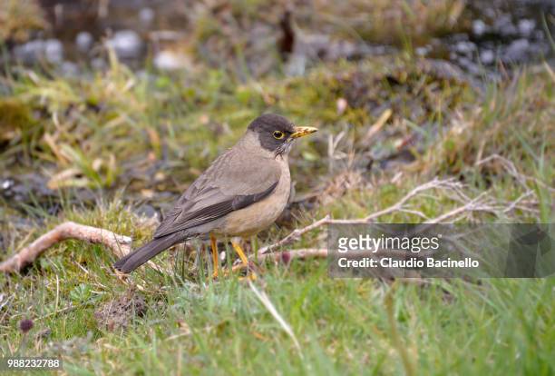 austral thrush - austral stock pictures, royalty-free photos & images
