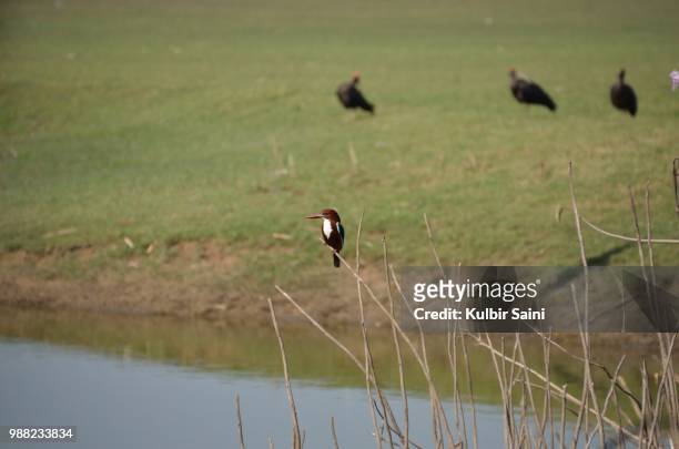 thol lake bird sanctuary, ahmedabad, india - aythyinae stock pictures, royalty-free photos & images