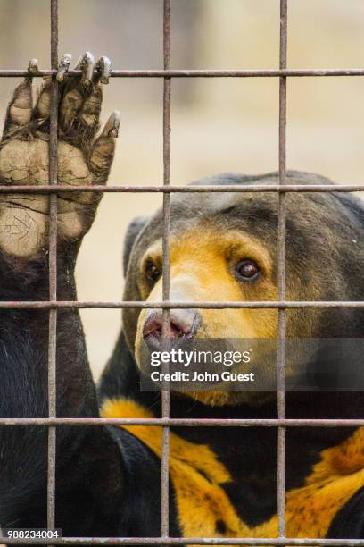 malayan sun bear - zoo cage stock-fotos und bilder