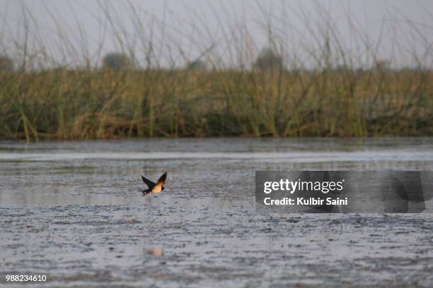 nal sarovar bird sanctuary, ahmedabad, india - aythyinae stock pictures, royalty-free photos & images